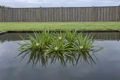 Eén drijvende groep krabbenscheer in een tuinvijver voor een houten schutting, in juni, met smalle getande bladrozetten en een paar kleine witte bloemen