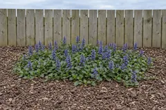 One low mat of wild common bugle in an empty bed of wood chips in front of a wooden fence in early May, with dark green leaves and blue-violet flower spikes