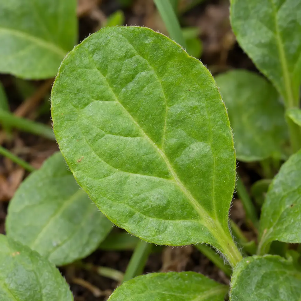 A spoon-shaped common bugle leaf close up, broad and rounded at the tip, narrowing towards the stalk, with a finely hairy edge