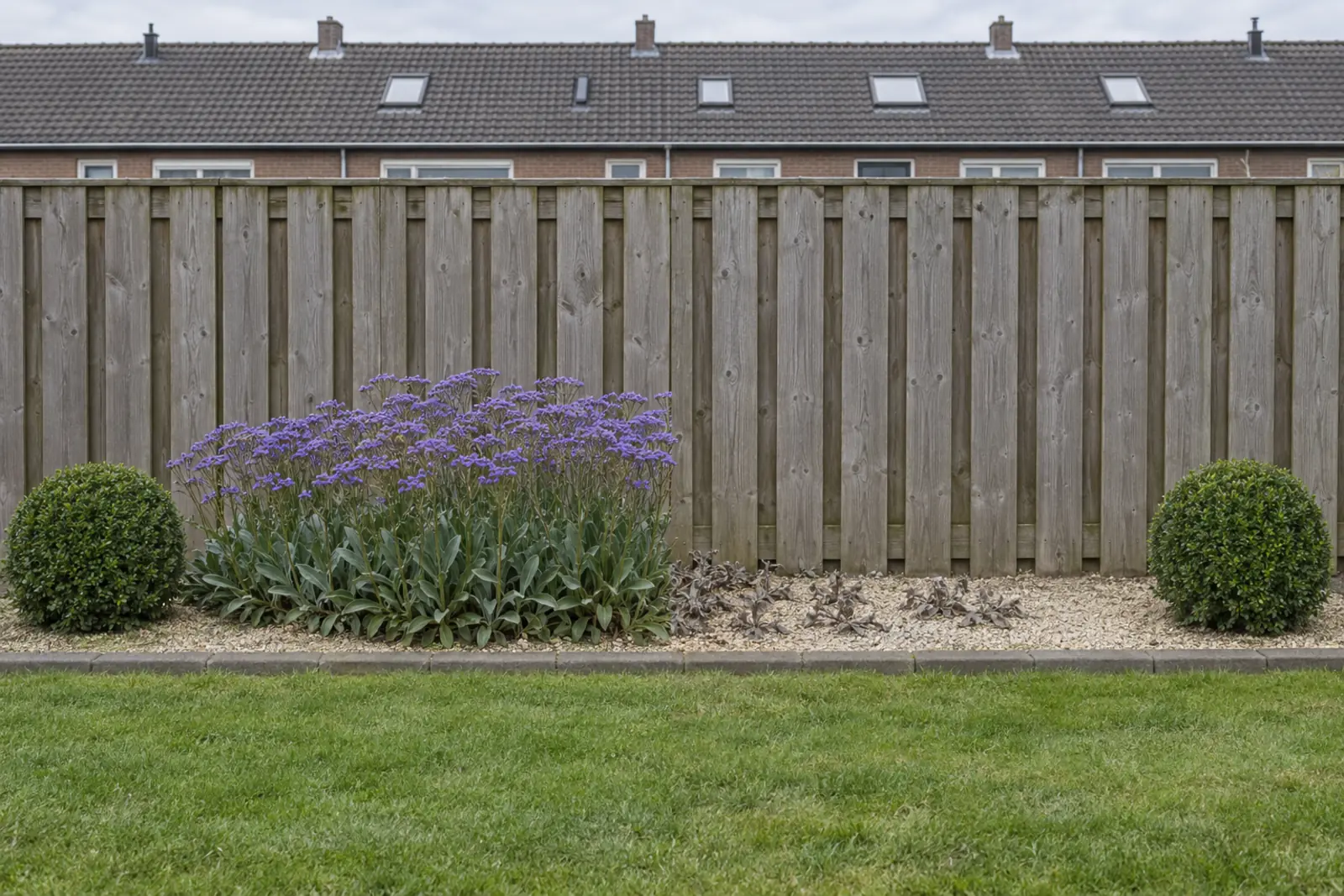 Een grindborder voor een houten schutting in twee helften: links in augustus een bloeiende groep lamsoor, rechts dezelfde plek in januari met alleen verdorde bladresten op het grind, met aan beide uiteinden een buxusbol