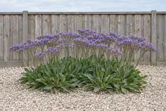 One group of common sea lavender alone in a gravel bed in front of a wooden fence in August, with grey-green leaf rosettes and flat sprays of blue-violet flowers