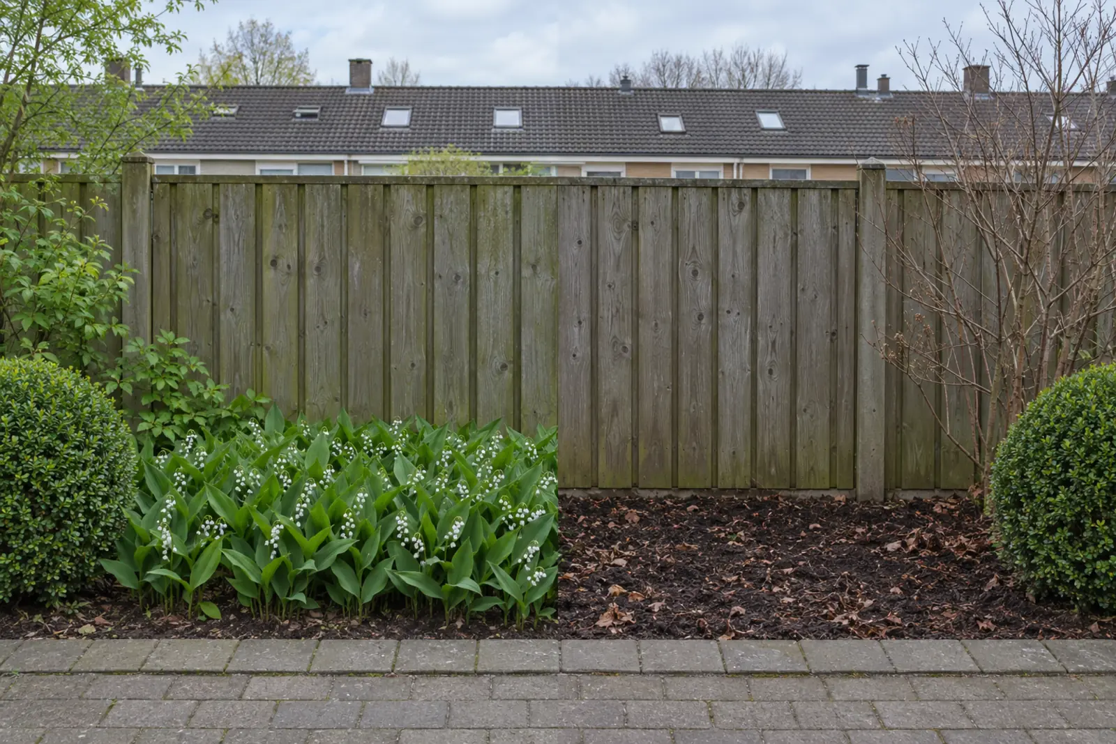 Een schaduwborder voor een houten schutting in twee helften: links in mei een mat bloeiend lelietje-van-dalen naast een buxusbol, rechts in januari alleen kale grond met wat dode bladeren