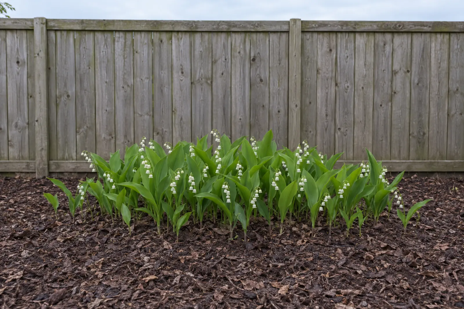 Eén lage mat lelietje-van-dalen in een leeg bed met houtsnippers voor een houten schutting, half mei, met breed spits blad en rijen witte hangende klokjes