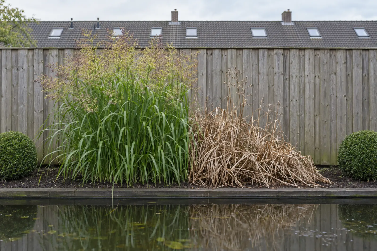 Een vijverrand voor een schutting in twee helften: links in juli een pol groen liesgras met wijde pluimen, rechts dezelfde pol in januari, niet geknipt, als droge, strokleurige stengels, met een buxusbol aan elk uiteinde