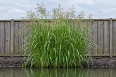 Eén pol wild liesgras alleen in de rand van een tuinvijver eind juli, met glanzend groen blad en wijde goudgroene pluimen, voor een houten schutting