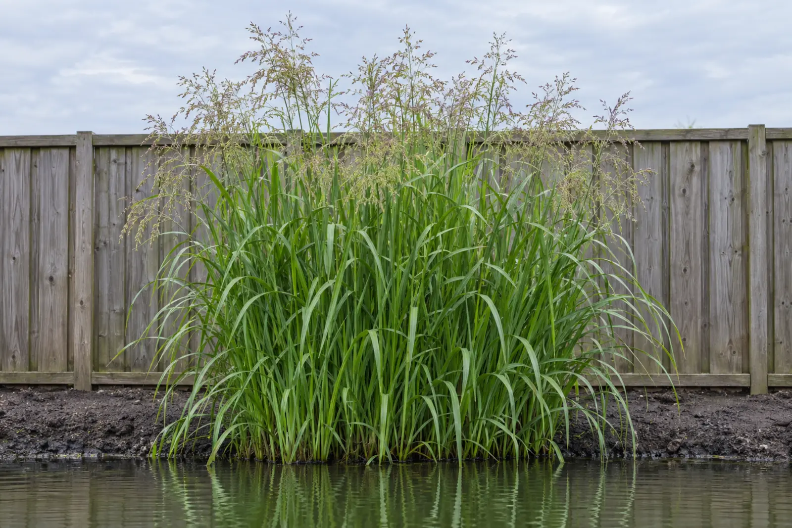 Eén pol wild liesgras alleen in de rand van een tuinvijver eind juli, met glanzend groen blad en wijde goudgroene pluimen, voor een houten schutting