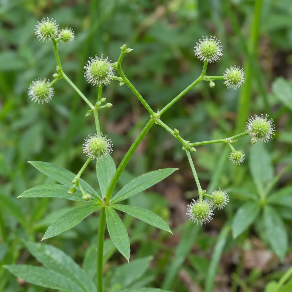 Gevorkte steeltjes van lievevrouwebedstro met kleine ronde groene vruchtjes vol lichte haakjes, boven een krans van blaadjes