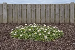 One low mat of wild common daisies in an empty bed of wood chips in front of a wooden fence, with spoon-shaped leaves and small white flower heads with a yellow centre