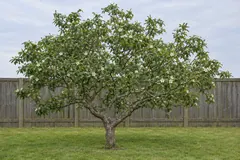 Eén mispel als losse kleine boom op een gazon voor een houten schutting, in mei, met een brede kroon en losse witte bloemen