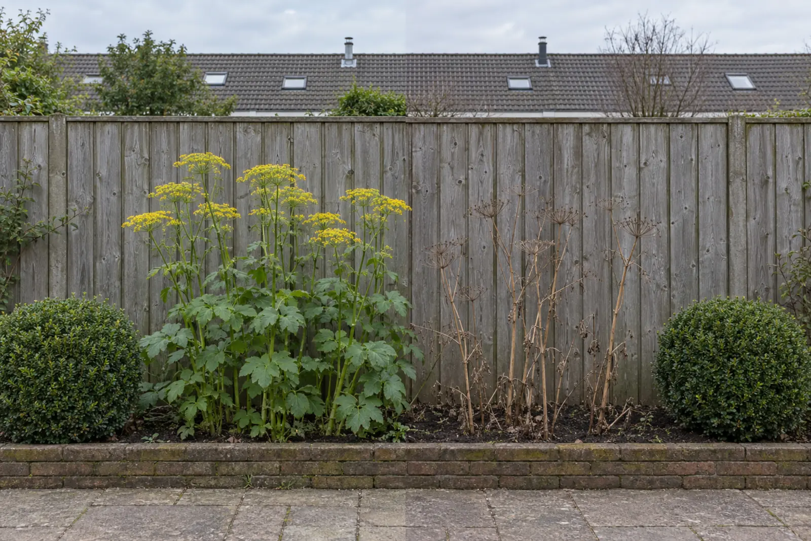 A narrow border in front of a wooden fence in two halves: on the left in July a group of wild parsnip with yellow flower heads, on the right the same border in January with only dry, straw-coloured stems and empty flower heads, with a green box ball at each end