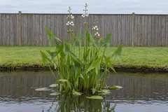 One clump of arrowhead in the shallow edge of a garden pond in front of a wooden fence, in July, with arrow-shaped leaves and white flowers in whorls of three