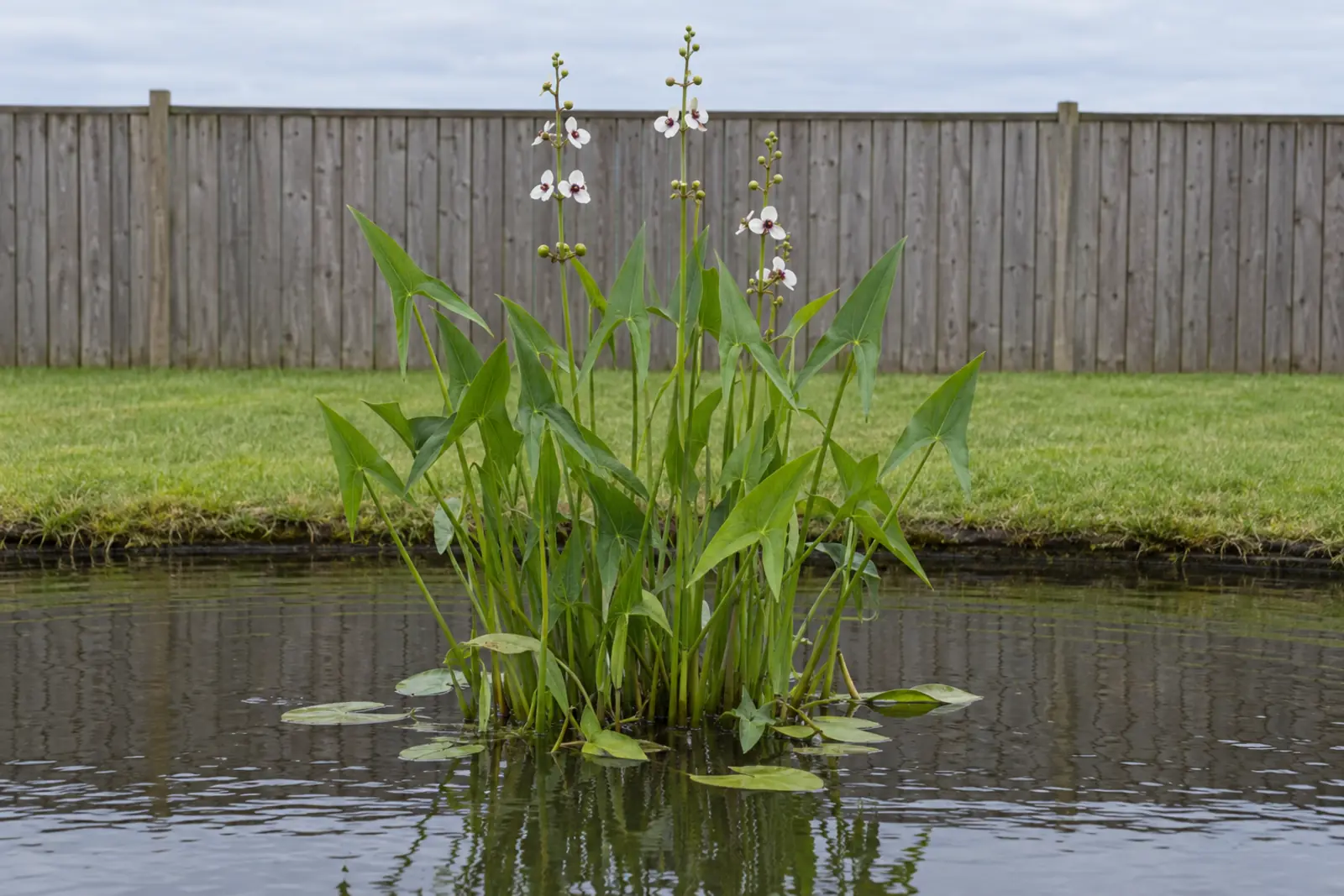 One clump of arrowhead in the shallow edge of a garden pond in front of a wooden fence, in July, with arrow-shaped leaves and white flowers in whorls of three