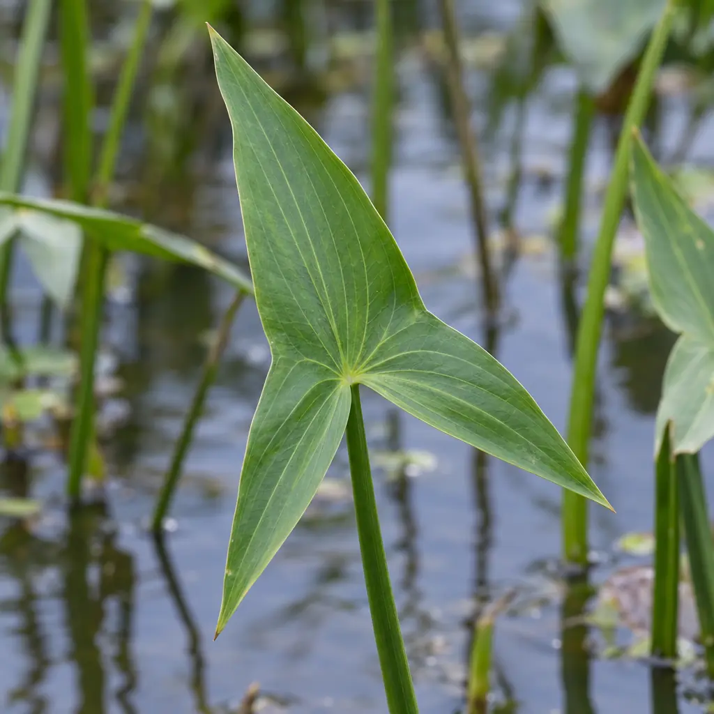 A single upright arrowhead leaf above pond water, deeply arrow-shaped with a narrow tip and two long, pointed lobes reaching backwards