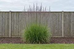 Eén pol pijpenstrootje alleen in een bed met houtsnippers voor een houten schutting, in augustus, met effen groen blad en rechte stengels met paarse pluimen