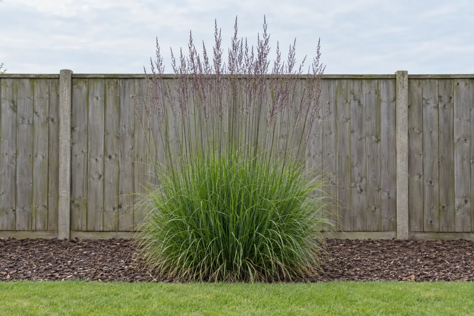 Eén pol pijpenstrootje alleen in een bed met houtsnippers voor een houten schutting, in augustus, met effen groen blad en rechte stengels met paarse pluimen