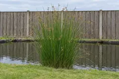 Eén pol pitrus alleen aan de rand van een tuinvijver in juli, met rechte glanzend groene stengels en losse bruine bloempjes, voor een houten schutting