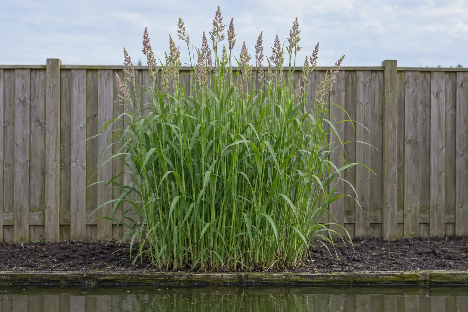 Eén pol wild rietgras alleen aan een tuinvijver in juni, met vlak groen blad en smalle roze pluimen, voor een houten schutting