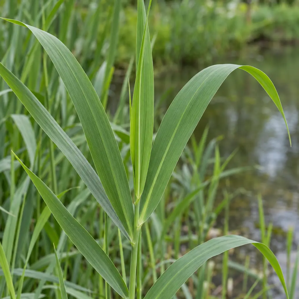 Jonge stengels van rietgras in mei met vlakke, effen groene bladeren die schuin van de stengel afstaan, zonder pluimen, met water op de achtergrond