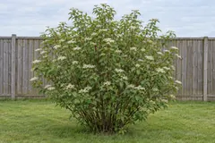 One common dogwood as a free-standing shrub on a lawn in front of a wooden fence, in early June, with dark red twigs and flat white flower clusters