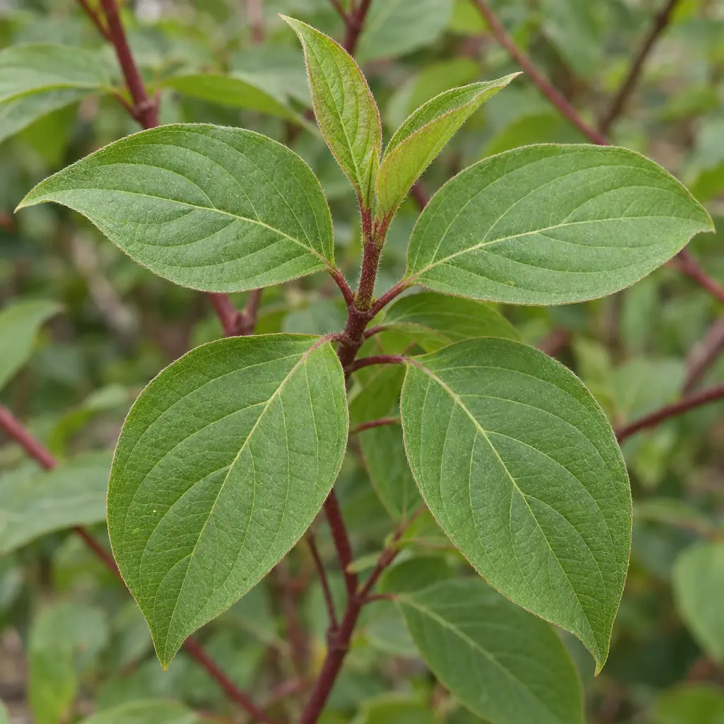 A young common dogwood shoot with pairs of oval, pointed leaves with smooth edges and curving veins on a red stem