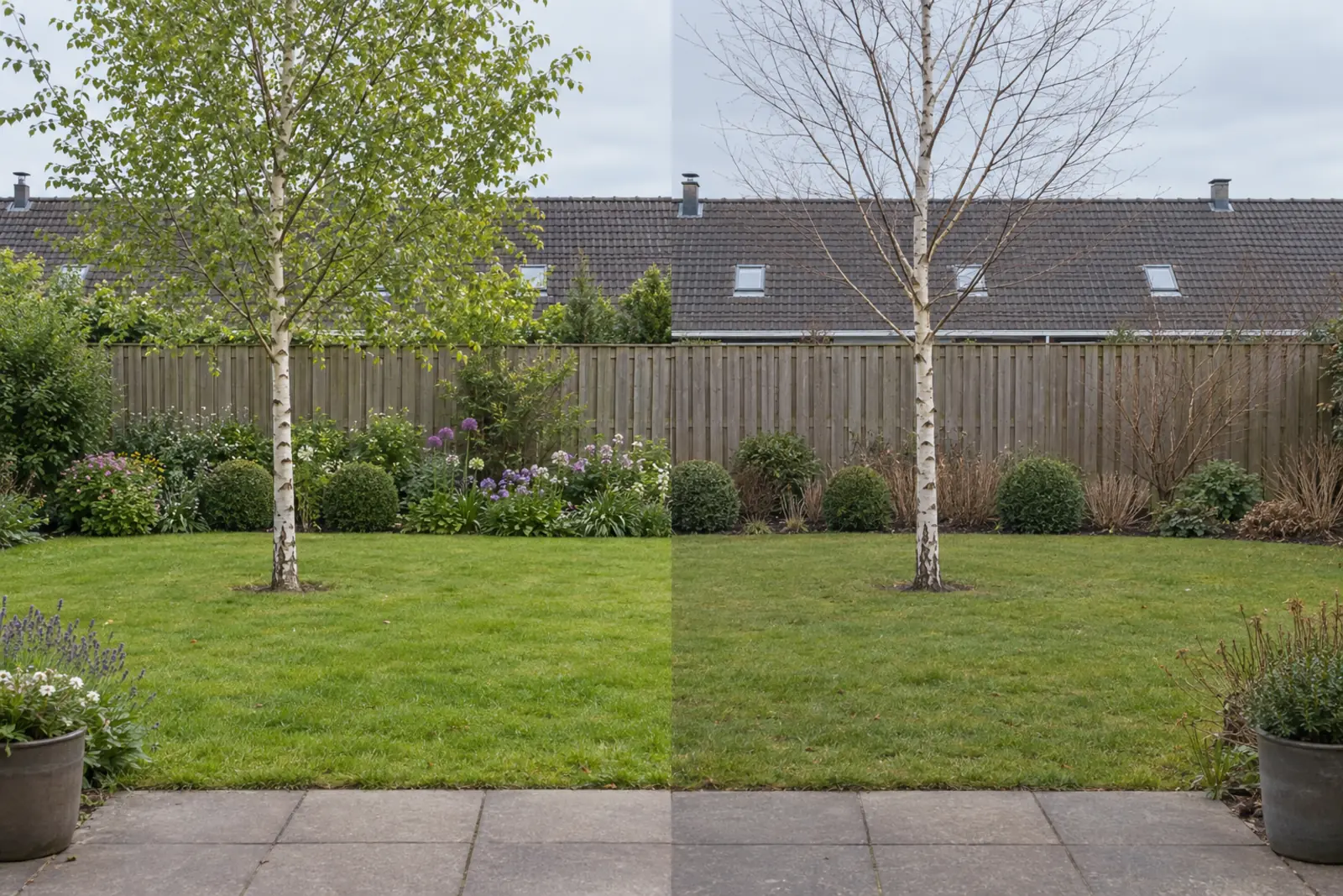 Eén achtertuin in twee helften: links eind mei met een berk in vers blad los op het gazon, ver van de schutting, en bloeiende vaste planten in de border, rechts dezelfde tuin in januari met de kale berk met witte stam op dezelfde plek