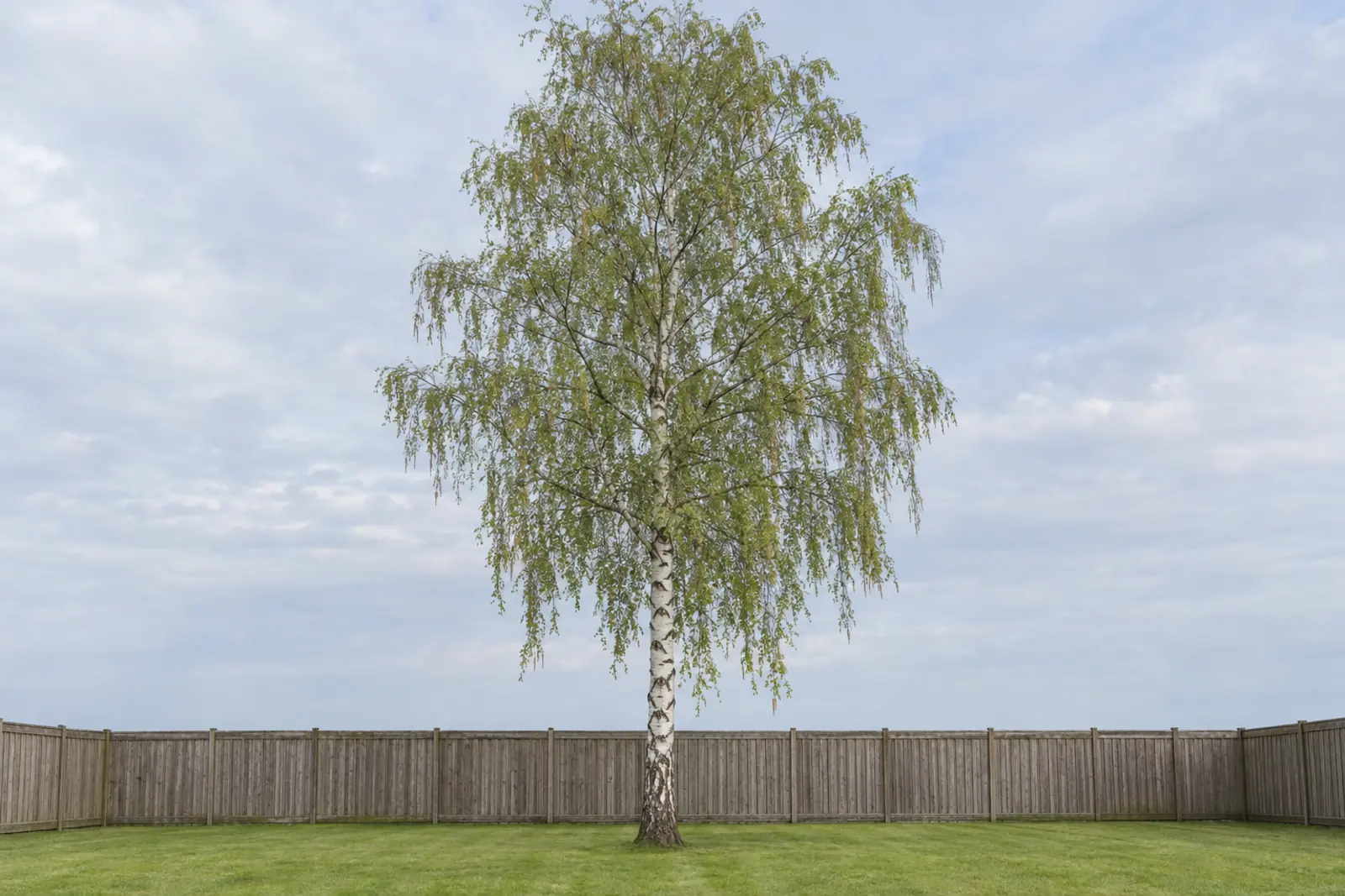 Eén ruwe berk als losse boom op een gazon voor een houten schutting, begin mei, met een witte stam, een donkere ruwe voet en hangende twijgen vol jong blad