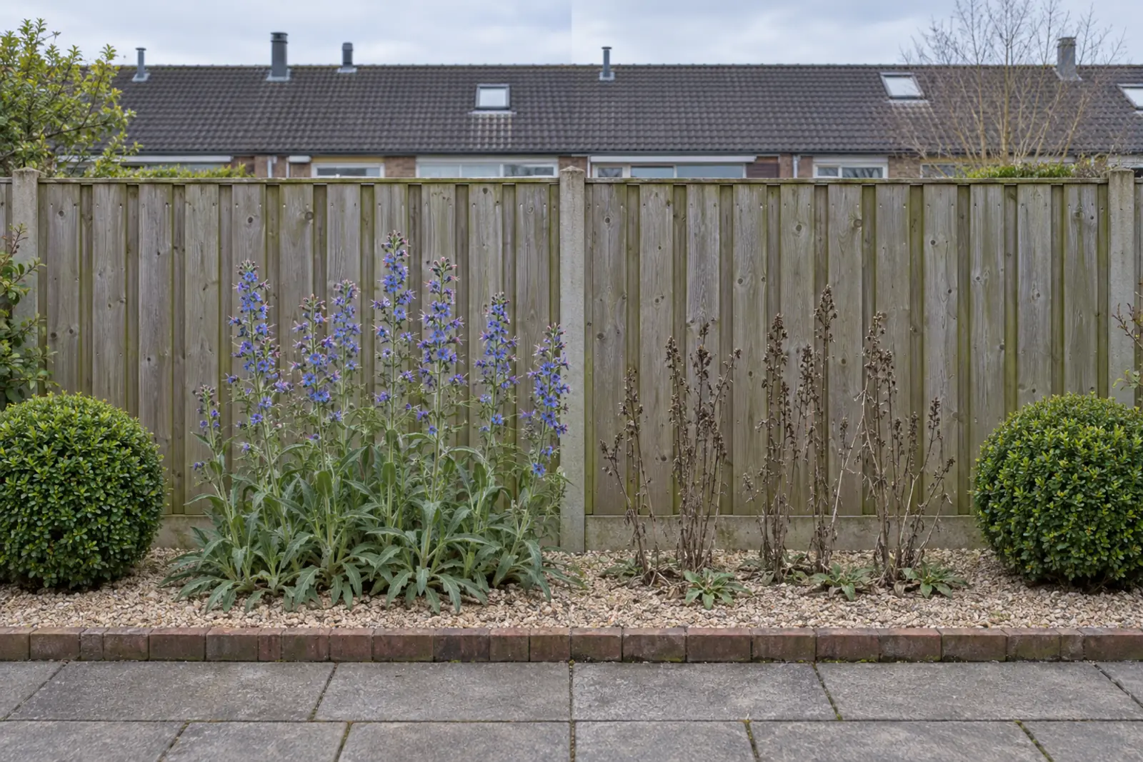 Een smalle grindborder voor een houten schutting in twee helften: links in juni een groep bloeiend slangenkruid met blauwe bloemstengels, rechts dezelfde border in januari met alleen droge, donkere stengels en een paar kleine rozetten op de grond, met aan beide uiteinden een groene buxusbol