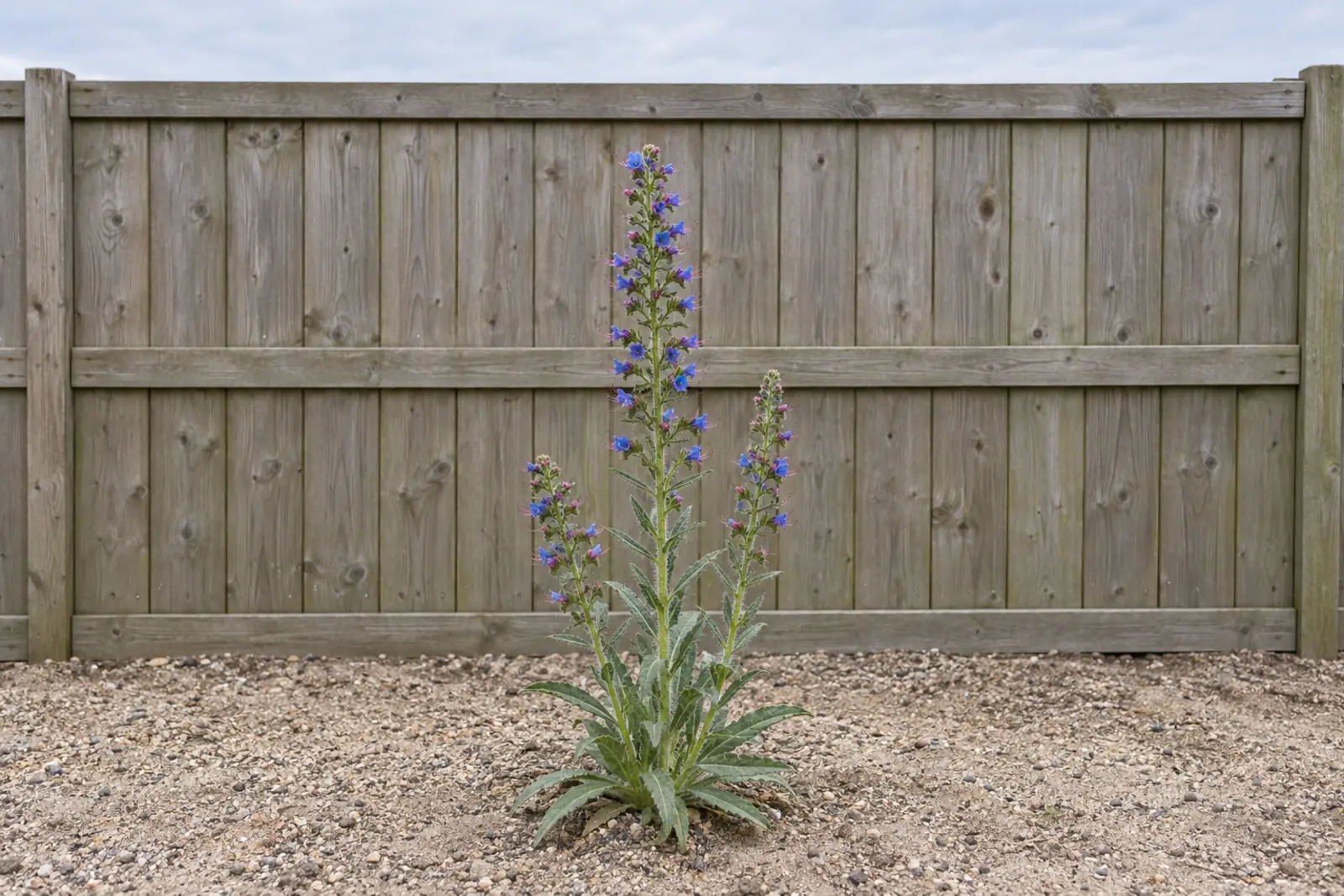 Eén bloeiend slangenkruid alleen in licht grind voor een houten schutting, in juni: smalle, ruw behaarde bladeren en drie stengels met blauwe bloemen