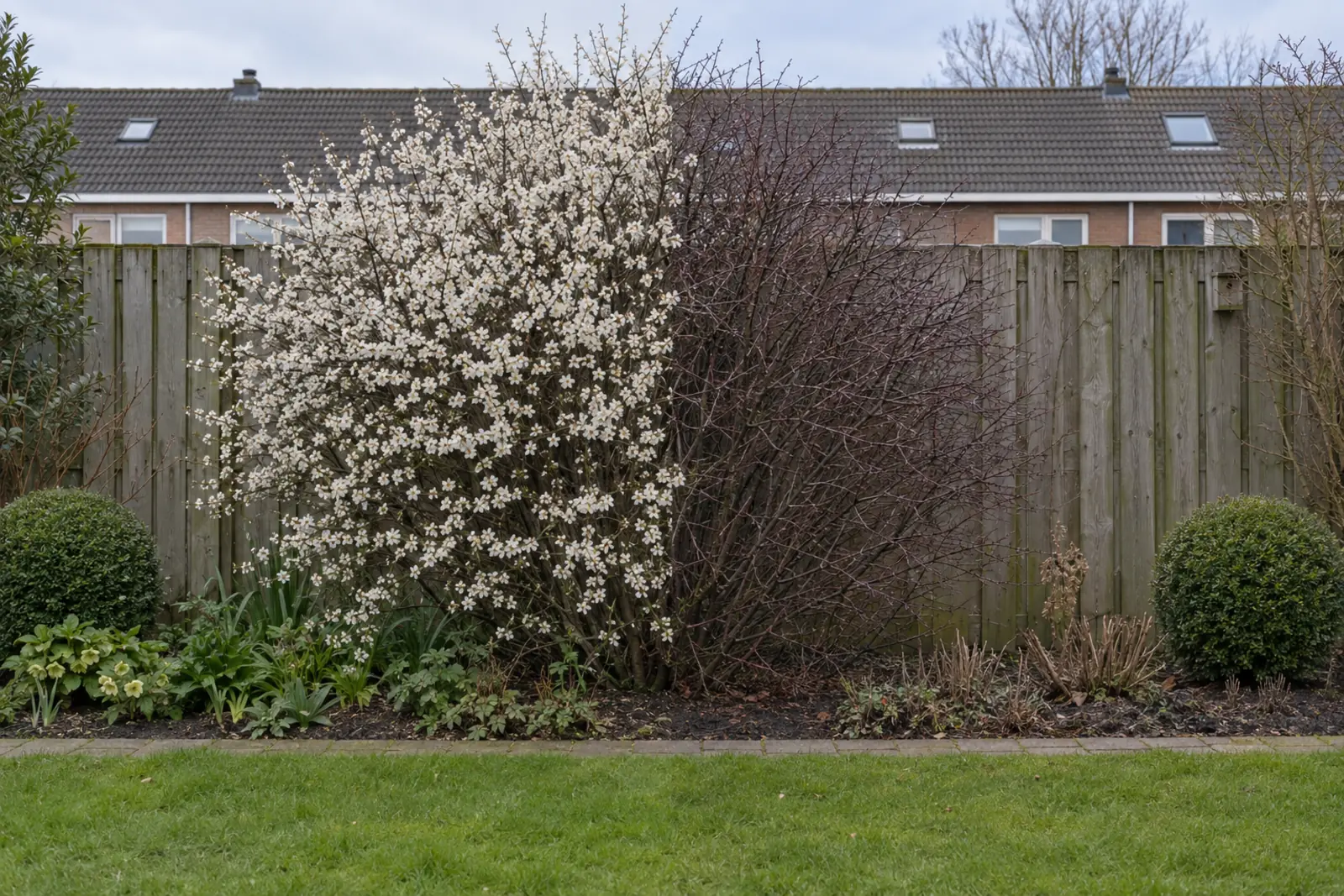 One border in front of a wooden fence with a blackthorn in the middle: on the left in April, full of white flowers on bare branches; on the right the same shrub in January as a bare, thorny tangle, with a box ball at each end