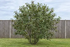 A single alder buckthorn shrub on a lawn in front of a wooden fence in August, with green, red and black berries among its glossy leaves