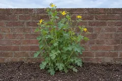 A flowering clump of greater celandine alone in a leaf-mould bed by a brick wall: upright stems, grey-green cut leaves, small yellow flowers with four petals