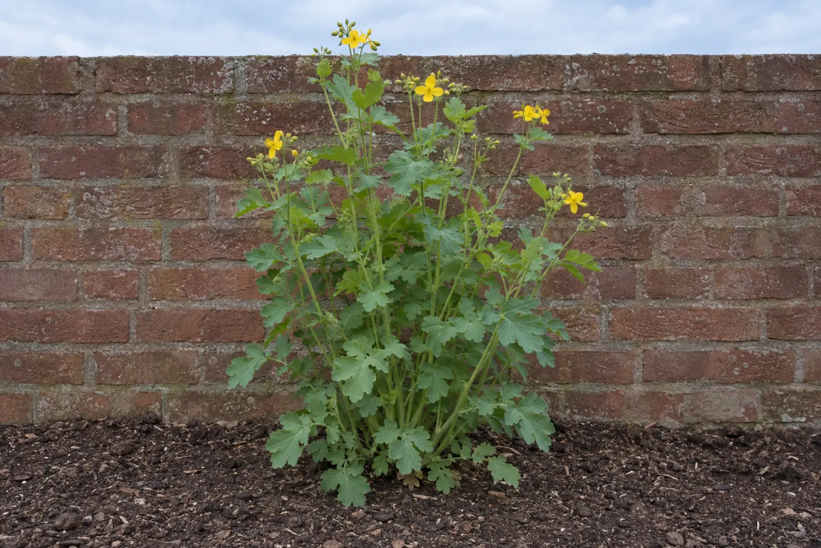 A flowering clump of greater celandine alone in a leaf-mould bed by a brick wall: upright stems, grey-green cut leaves, small yellow flowers with four petals