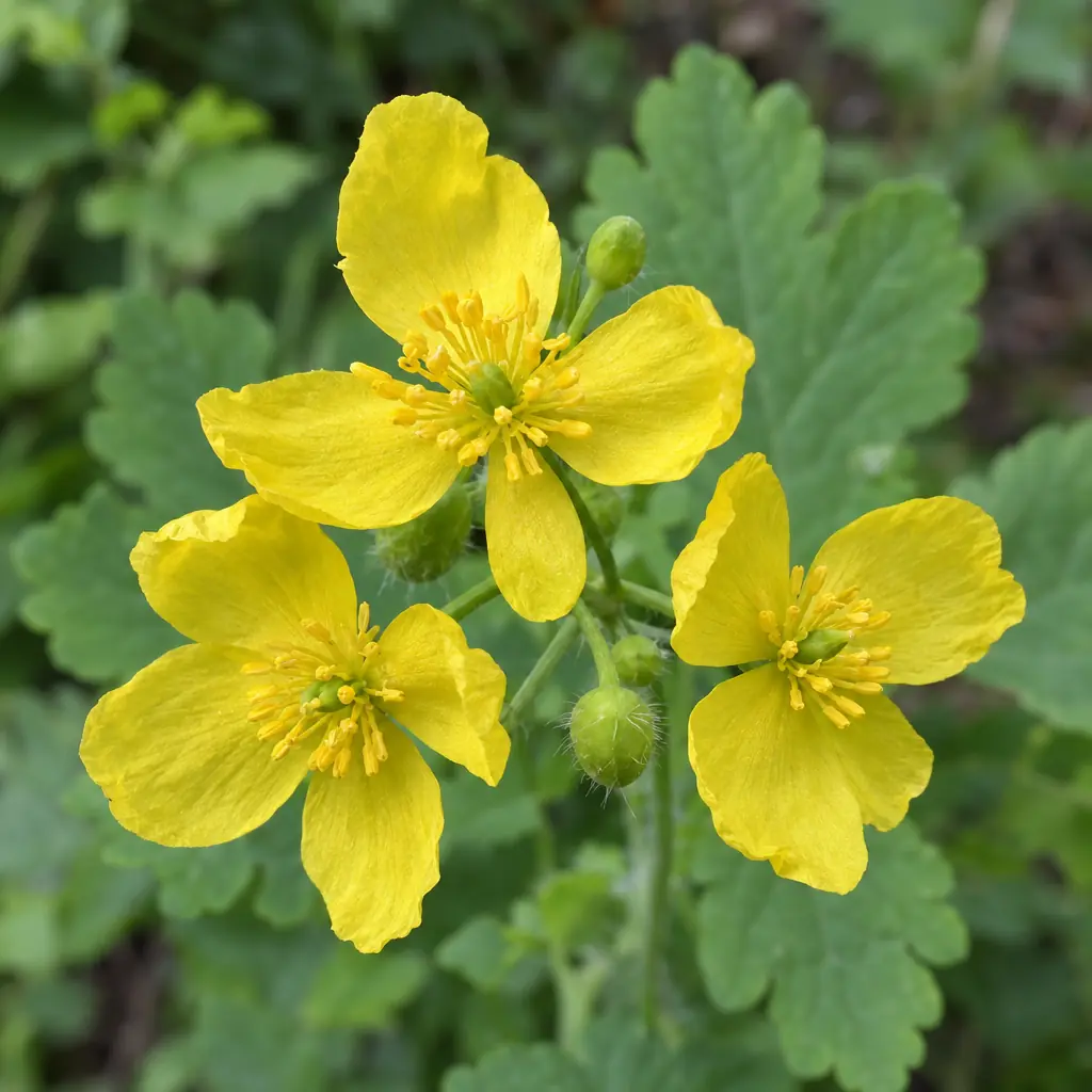 Three open yellow flowers of greater celandine, each with four round petals and a tuft of yellow stamens, among round green buds