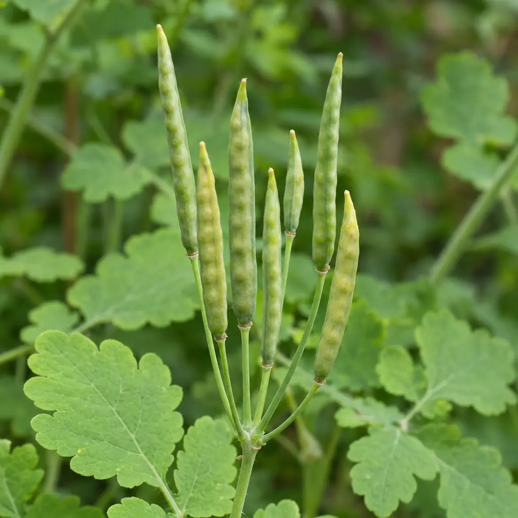 A bunch of thin, straight green seed pods of greater celandine standing upright on thin stalks, with cut leaves behind
