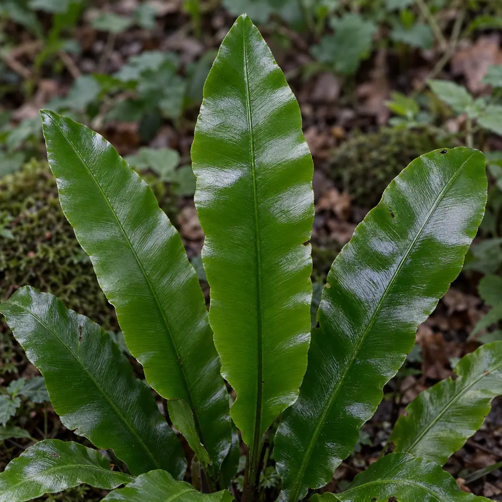 Een paar glanzend groene bladeren van tongvaren uit één hart: hele, tongvormige bladen met een lichte middennerf, een licht gegolfde rand en een spitse punt