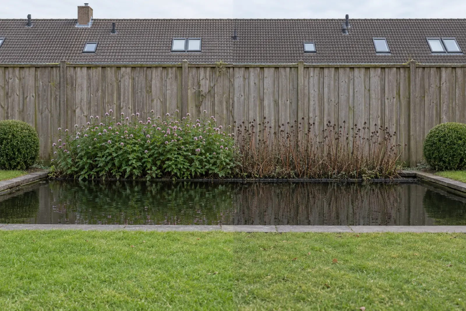 Een vijver voor een houten schutting in twee helften: links in augustus een pol watermunt vol lila bloemhoofdjes, rechts in januari dezelfde pol als droge bruine stengels, met een buxusbol aan elk uiteinde