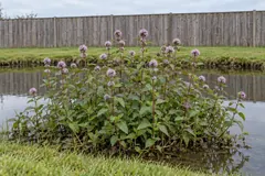 Eén pol wilde watermunt aan de natte rand van een tuinvijver in augustus, met roodpaarse stengels en ronde lila bloemhoofdjes, voor een gazon en een schutting