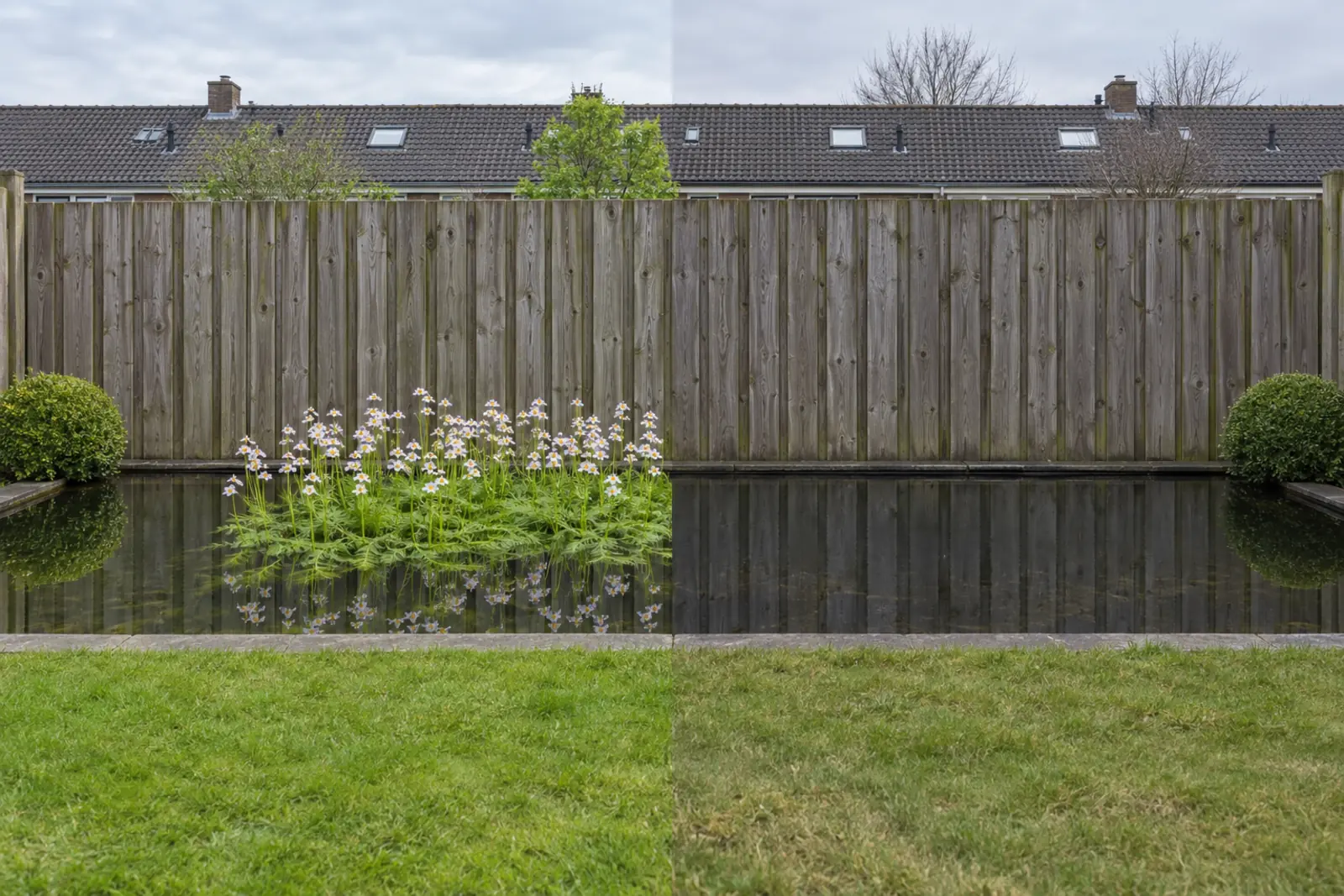Eén tuinvijver voor een houten schutting, in twee helften: links in mei waterviolier met bleeklila bloemen boven fijn blad, rechts dezelfde vijver in januari met alleen open water, en een buxusbol aan elk uiteinde