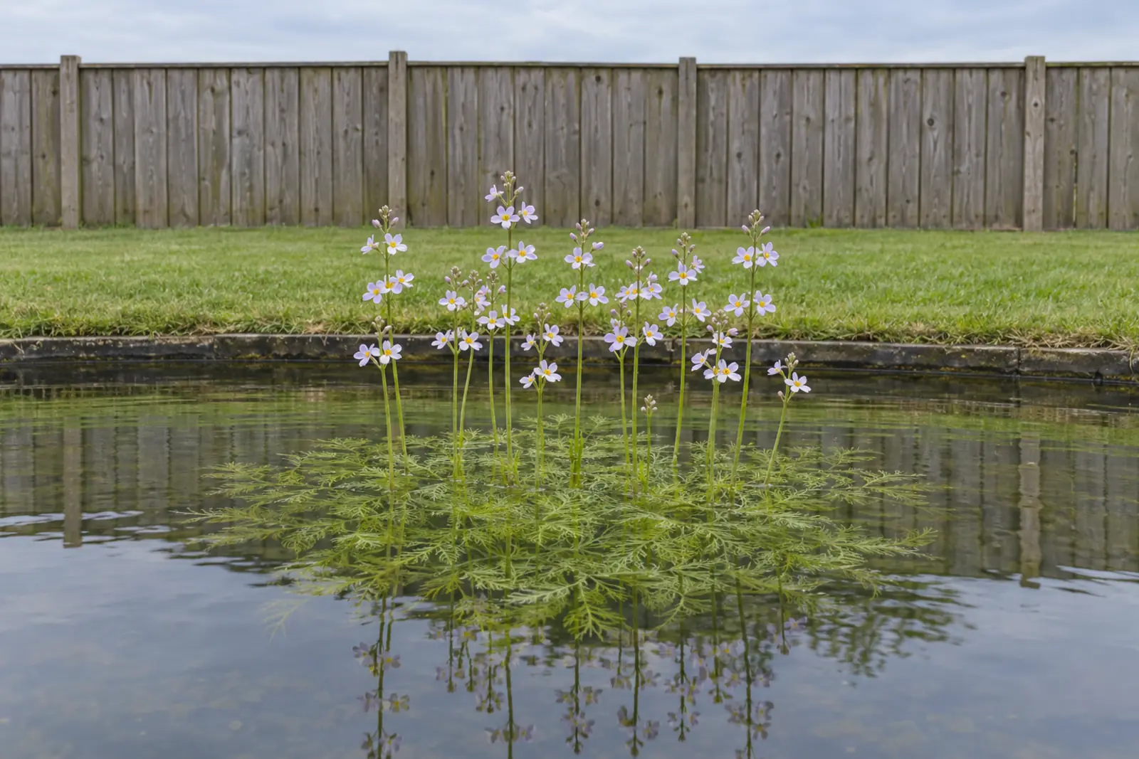 Eén pol waterviolier in een tuinvijver voor een houten schutting, half mei, met kale stengels vol bleeklila bloemen boven een mat van kamvormig blad