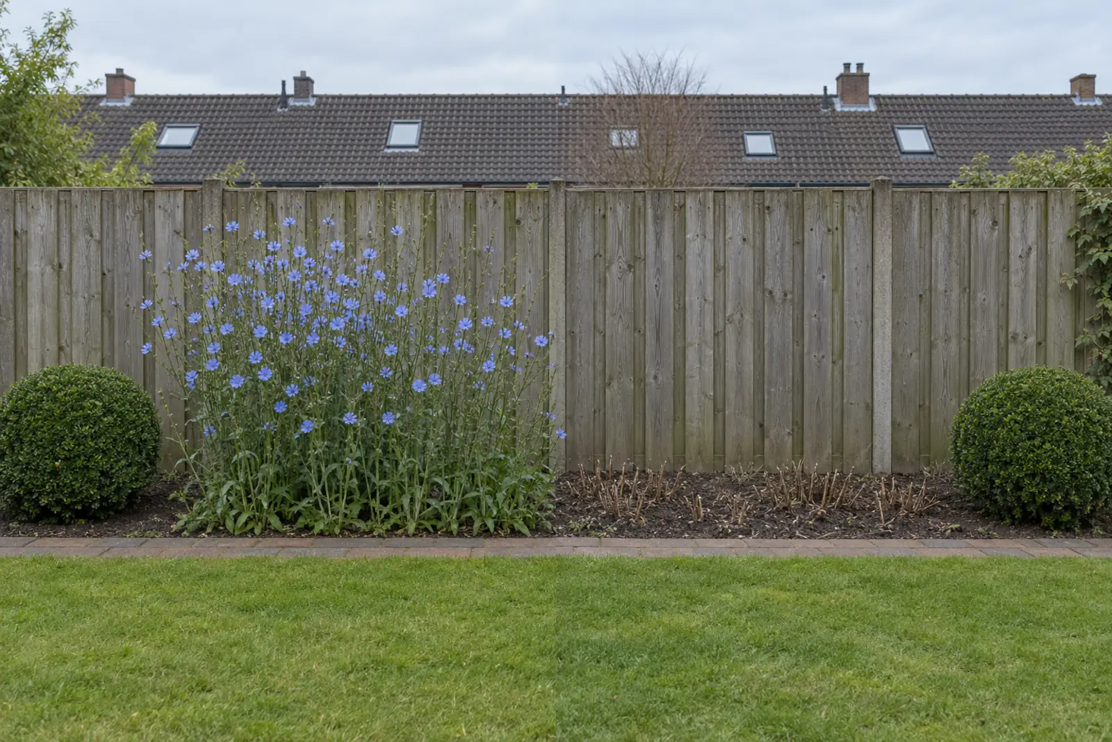 Een border voor een houten schutting in twee helften: links in juli een brede pol wilde cichorei vol lichtblauwe bloemen, rechts dezelfde plek in januari met alleen kale grond en korte afgeknipte stengels, met aan beide uiteinden een groene buxusbol