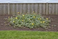 Eén lage mat wilde zilverschoon in een leeg bed voor een houten schutting, met zilvergrijs geveerd blad, roodachtige uitlopers en losse gele bloemen