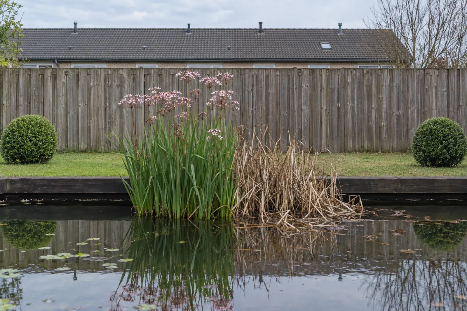 One pond edge in front of a fence, in two halves: on the left in July a clump of flowering rush full of green leaves and light pink umbels, on the right the same clump in January, straw-brown and bent over onto the water