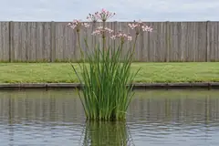 One clump of flowering rush in the shallow water of a garden pond in front of a wooden fence, in July, with narrow upright leaves and loose light pink umbels