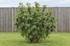 One blackcurrant bush as a free-standing shrub on a lawn in front of a wooden fence, in mid-July, full of clusters of glossy black berries