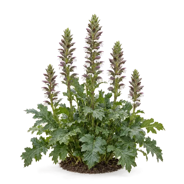 Botanische plaat van Zachte acanthus
