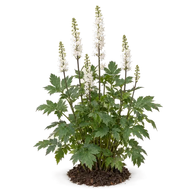 Botanische plaat van Christoffelkruid