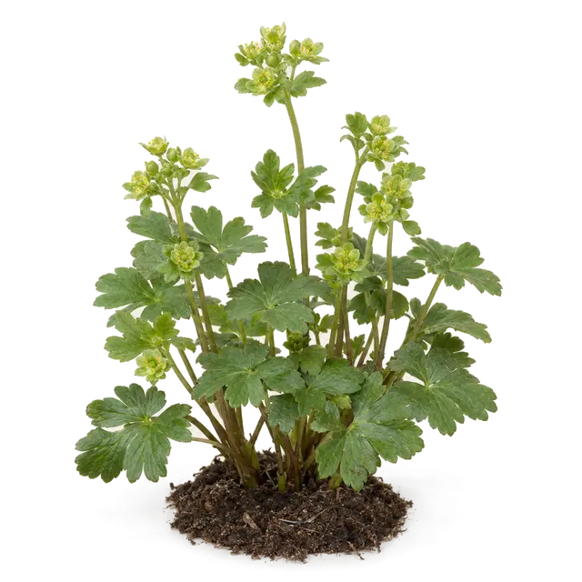 Botanische plaat van Muskuskruid