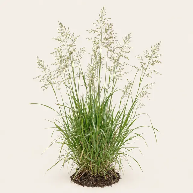 Botanische plaat van Gewoon struisgras