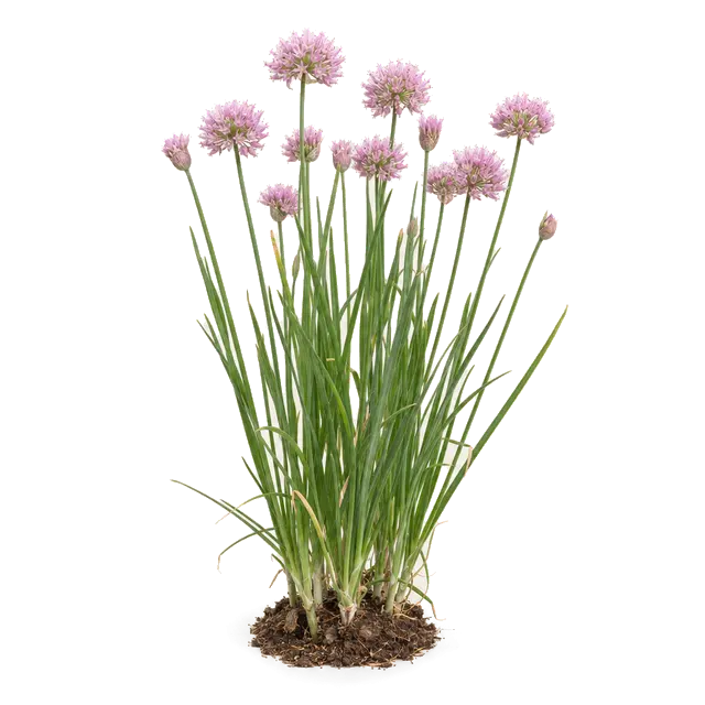 Botanische plaat van Moeslook