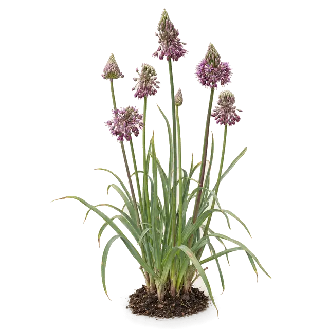Botanische plaat van Slangenlook